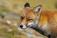 Liska obecna - Vulpes vulpes - Red Fox 2118
